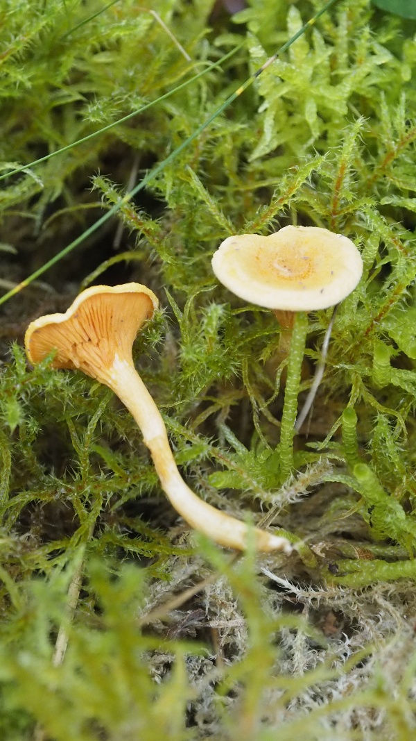 Nog een paddenstoel