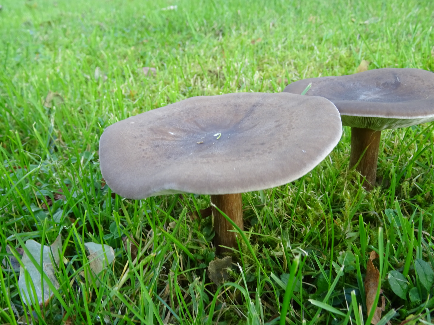 Zou dit de bruine satijnzwam kunnen zijn?