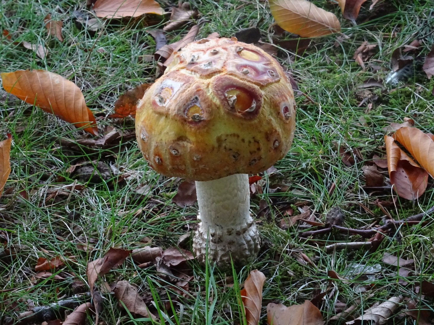 Heeft deze vliegenzwam een ziekte?