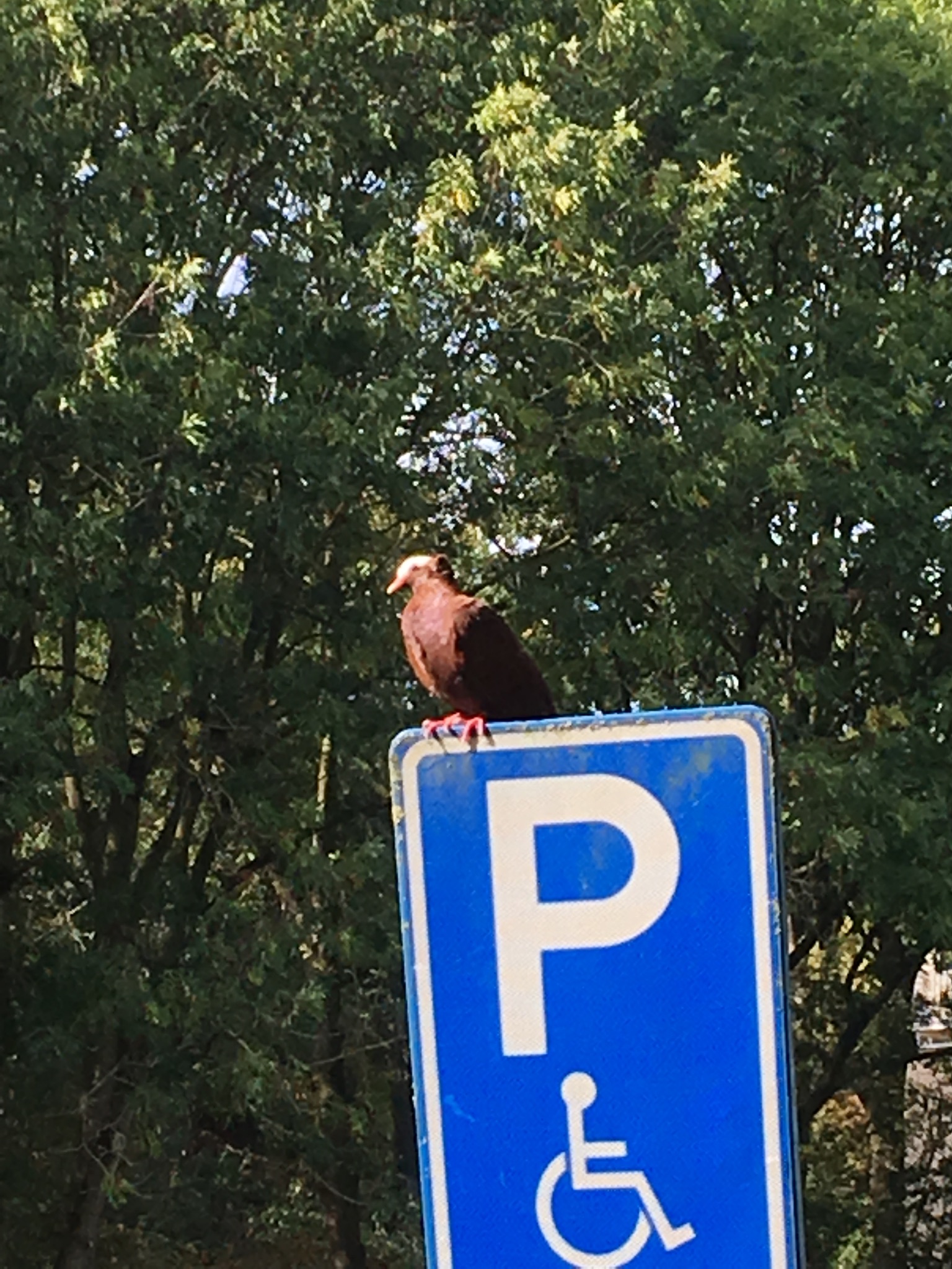 Wie kent deze vogel?