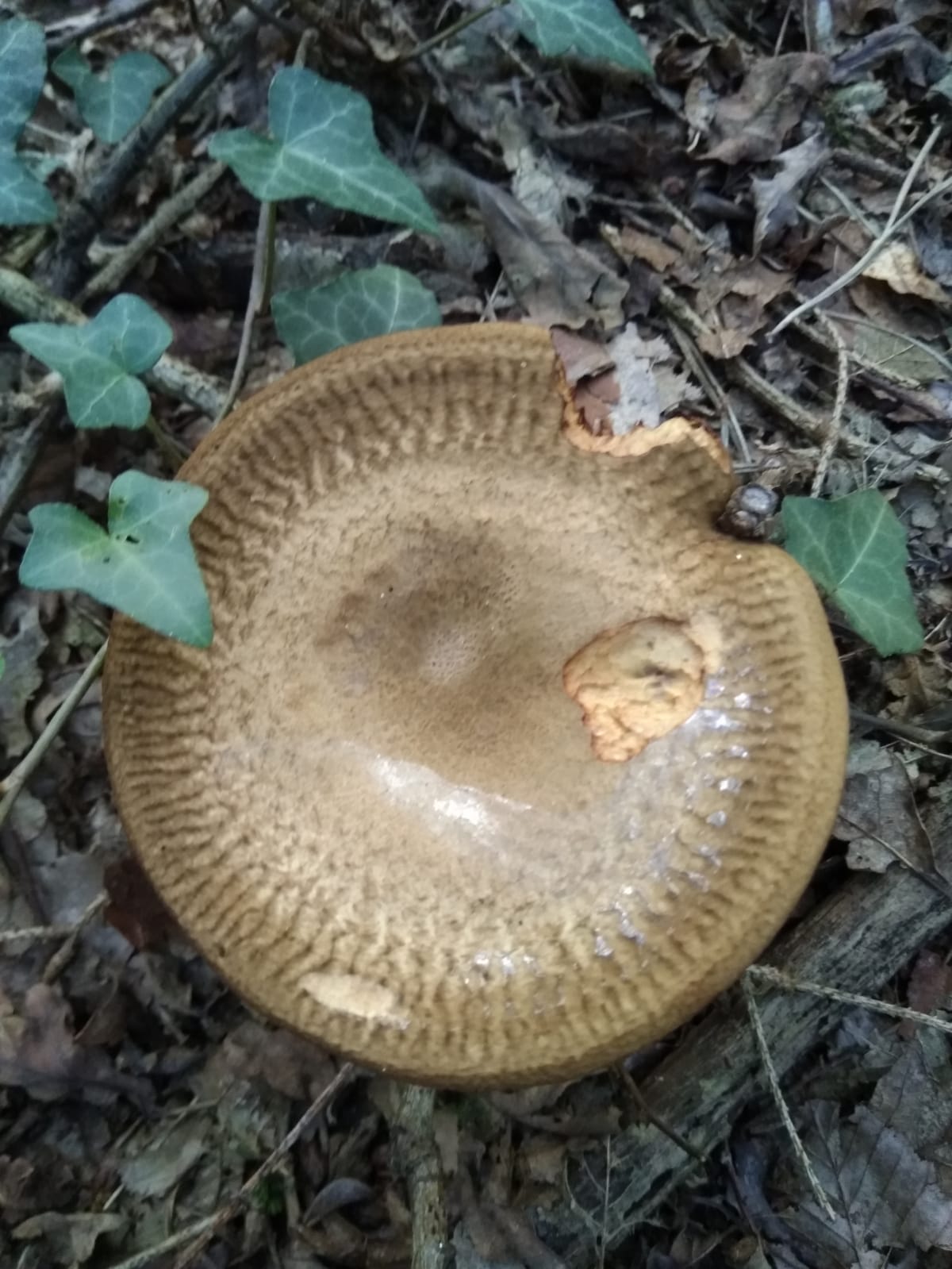 Welke paddenstoel is dit?