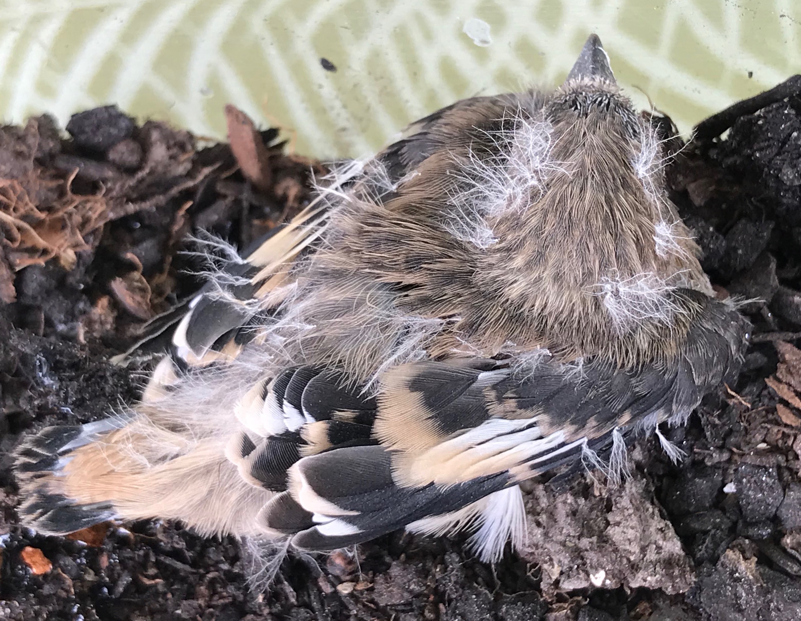 Wij denken een jong mannetjes vink