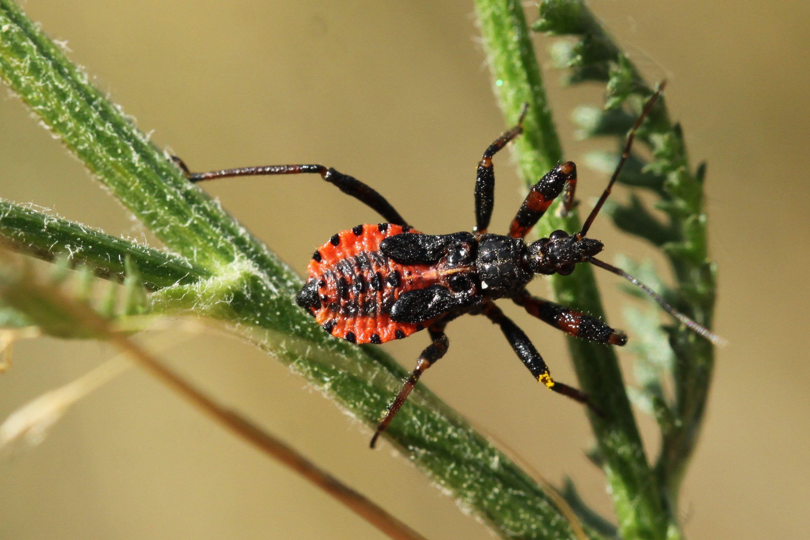 Wat is de naam van dit insect