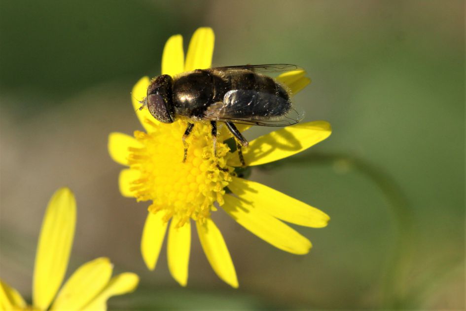 Volgens mij een daas, maar welke?