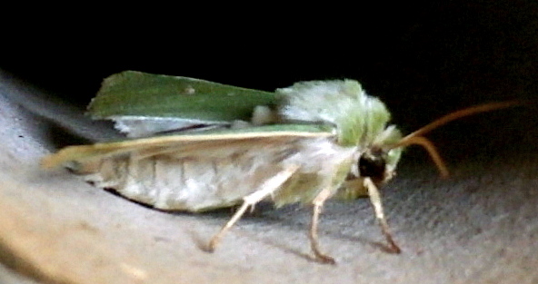 Groene Eikenbladroller (Tortrix viridana) ?