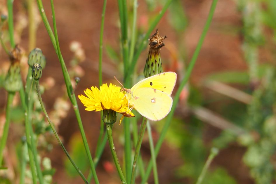 Is dit de gele luzernvlinder