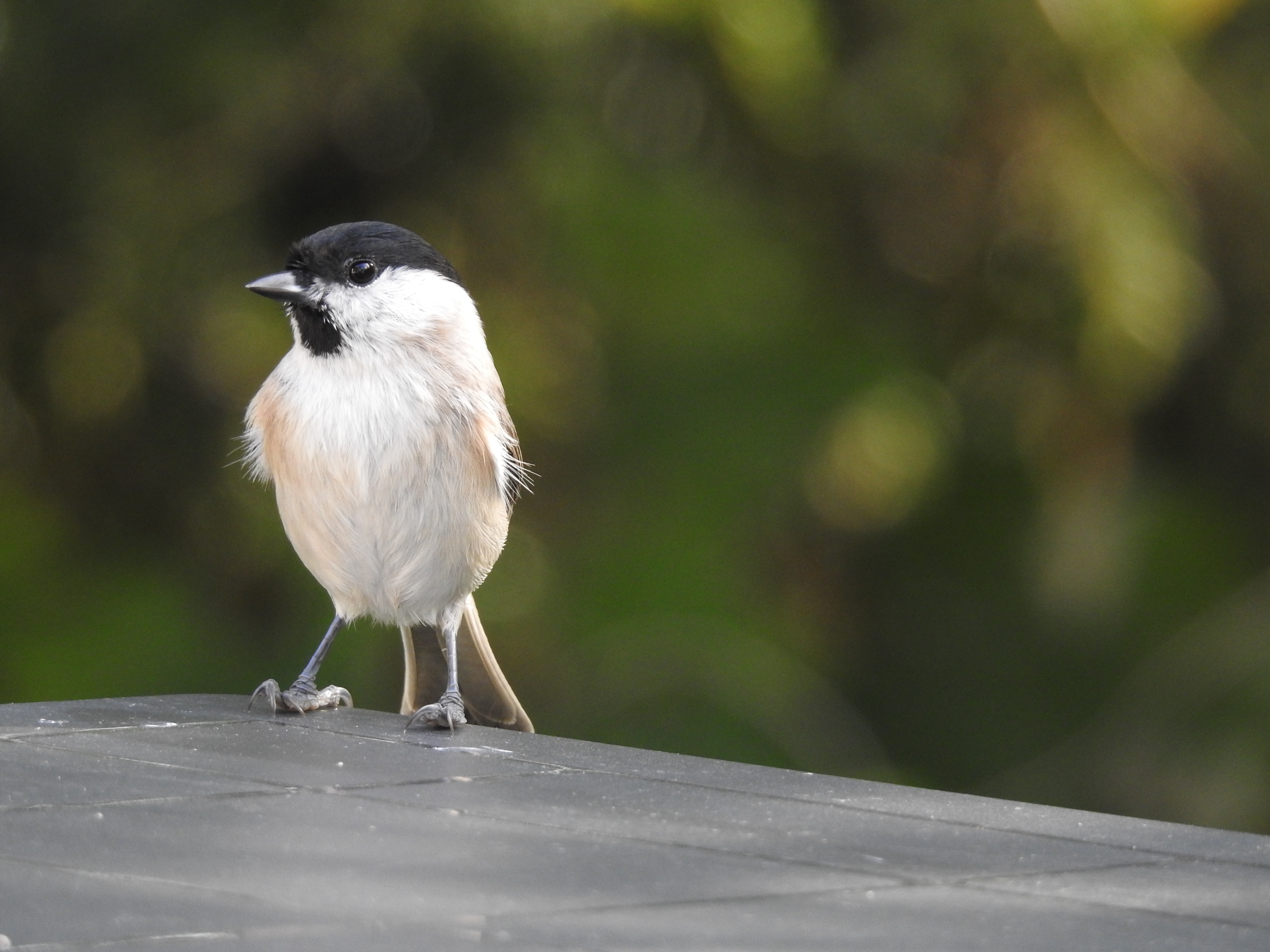 Matkop, glanskop of zwartkop