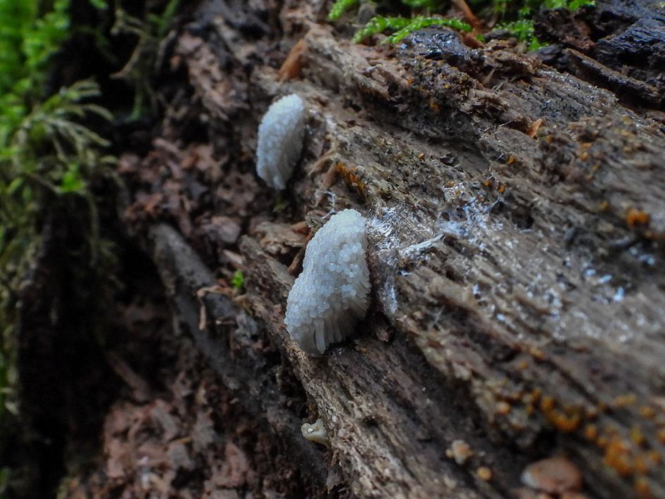 Wat is dit voor paddestoel?