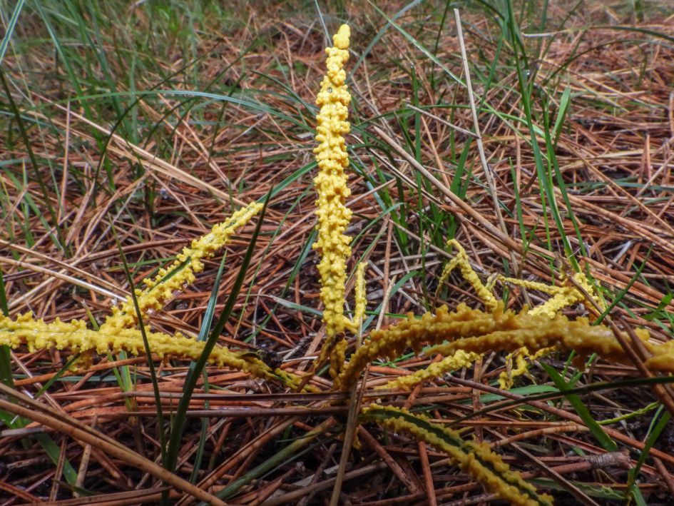 wat is deze schimmel rond grassprieten?