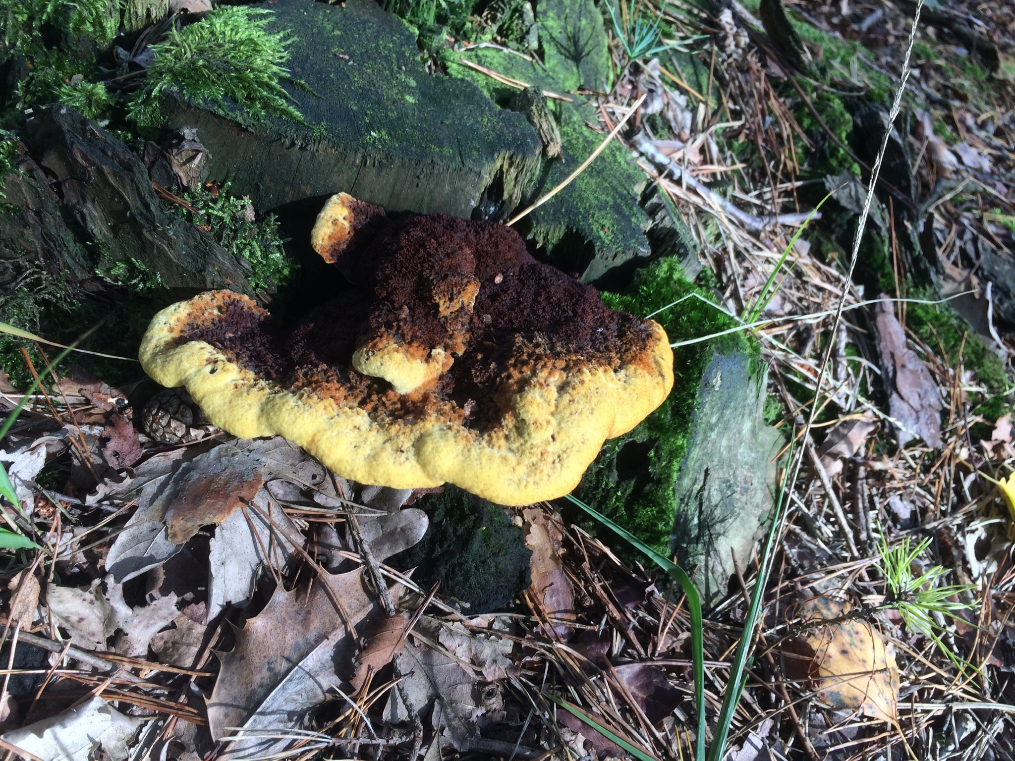 Welke paddenstoel is dit ?