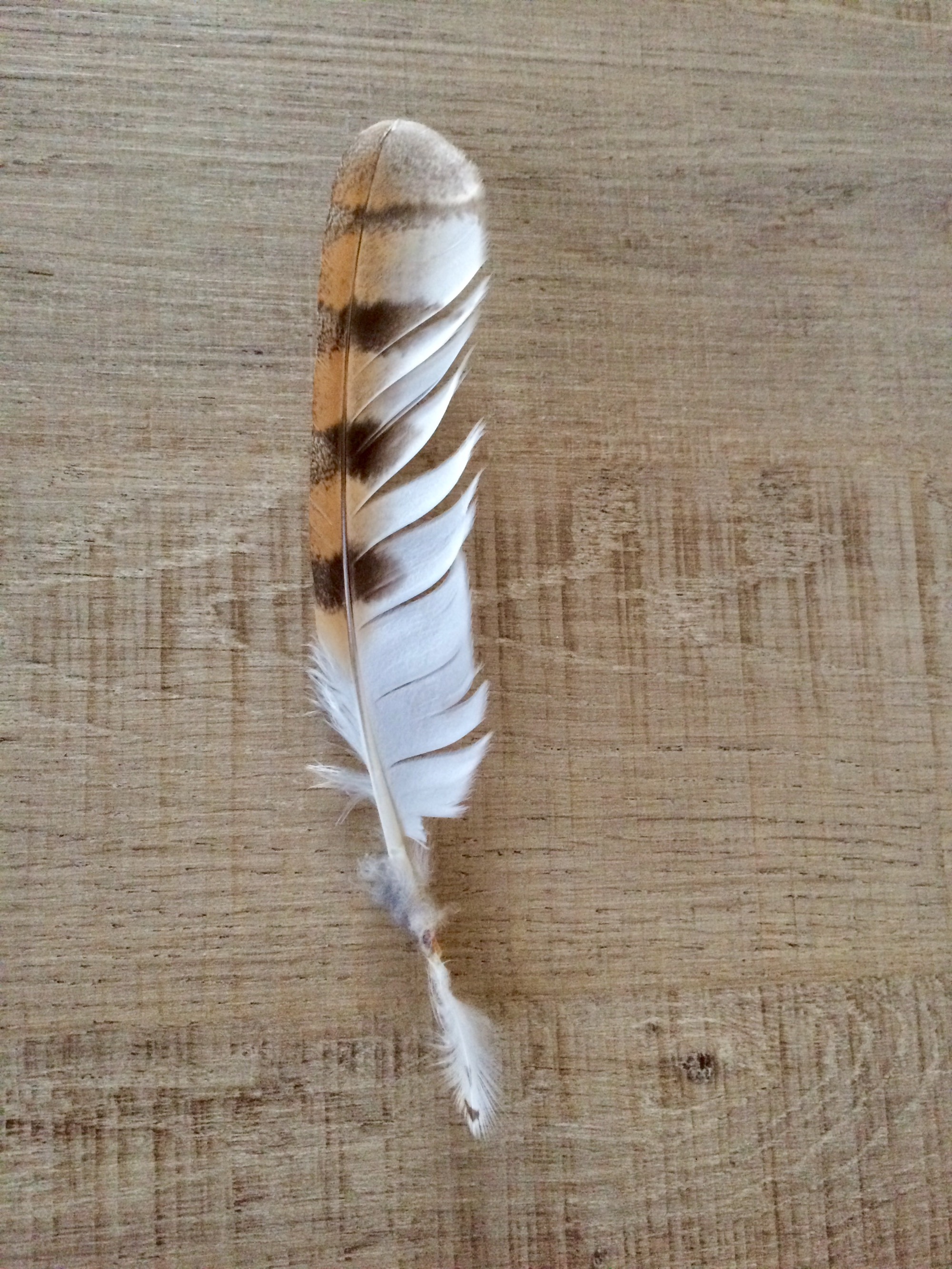 Van welke vogel is deze mooie veer?