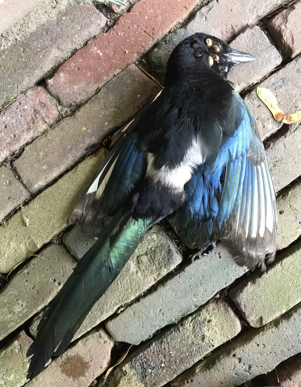 Dode Ekster met teken