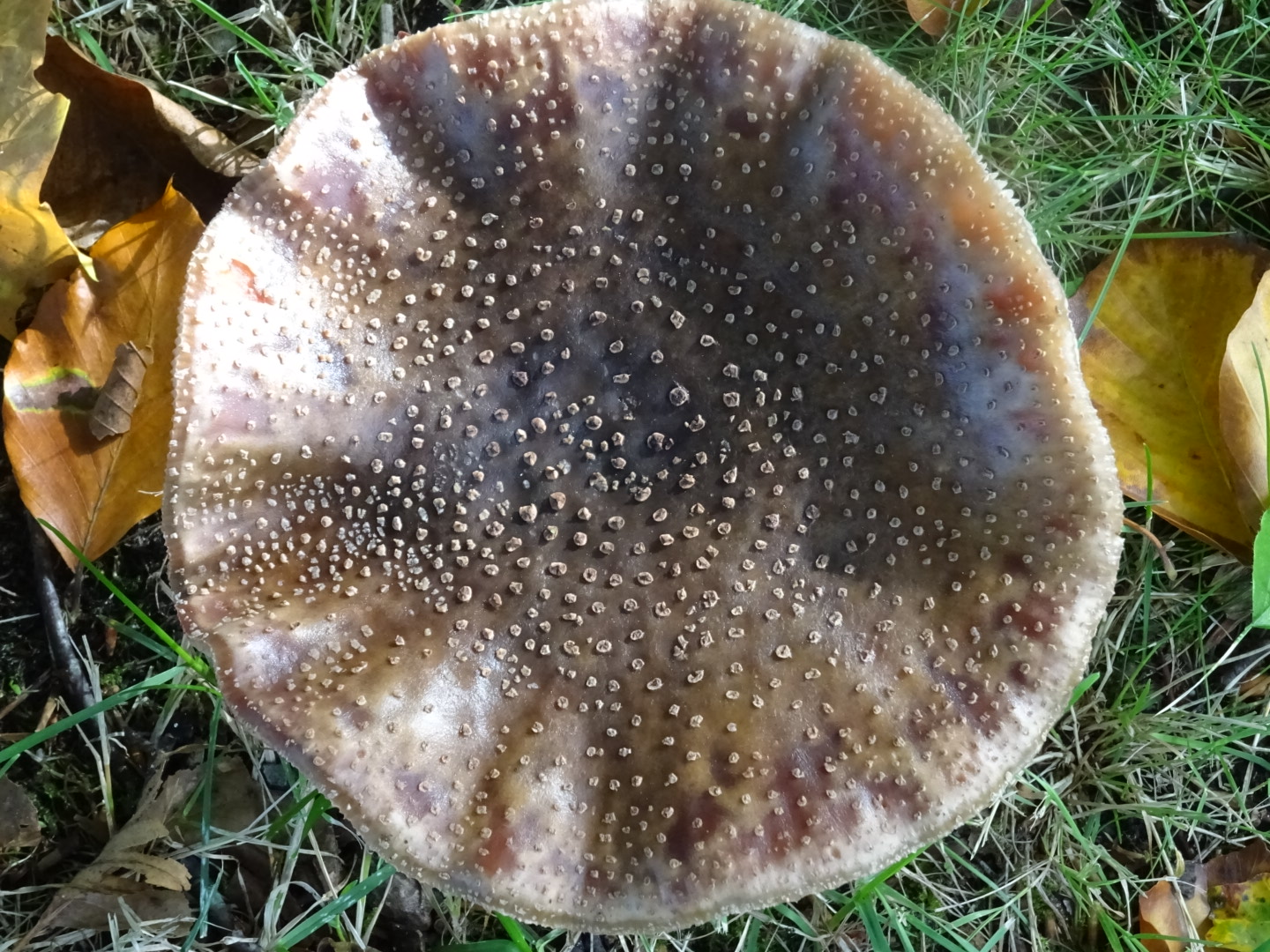 Is dit een parel - of een panteramaniet.