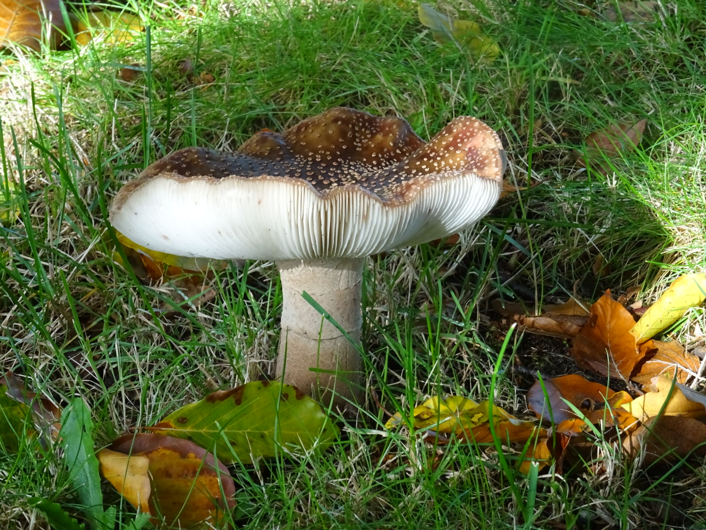 Is dit een parel - of een panteramaniet.