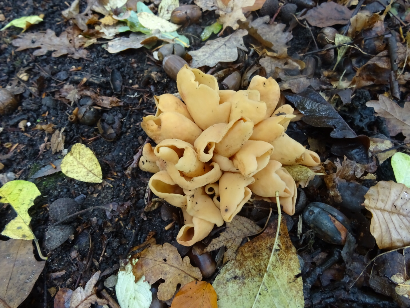 Welke bekerzwam is dit?