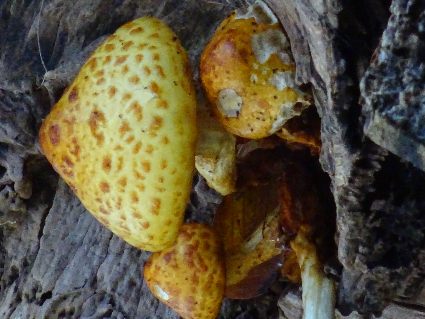 En welke zwam is dit?