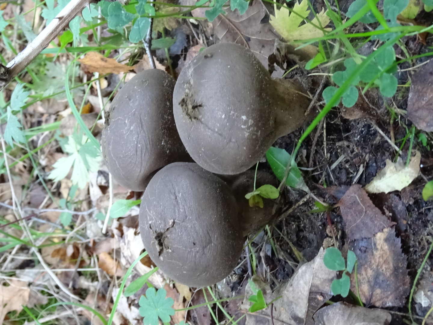 Welke stuifzwam is dit?