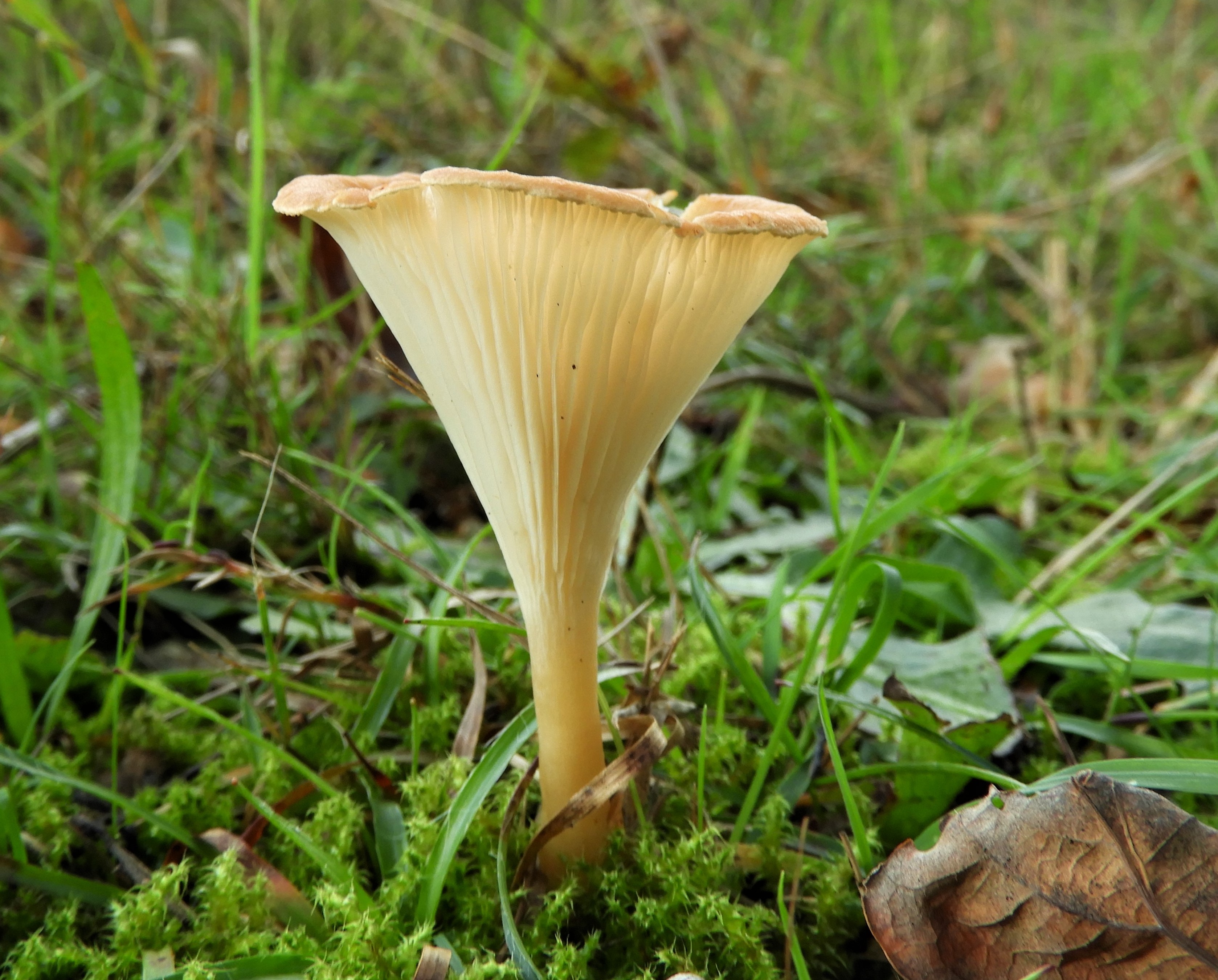 Zo mooi. maar wie weet de naam?