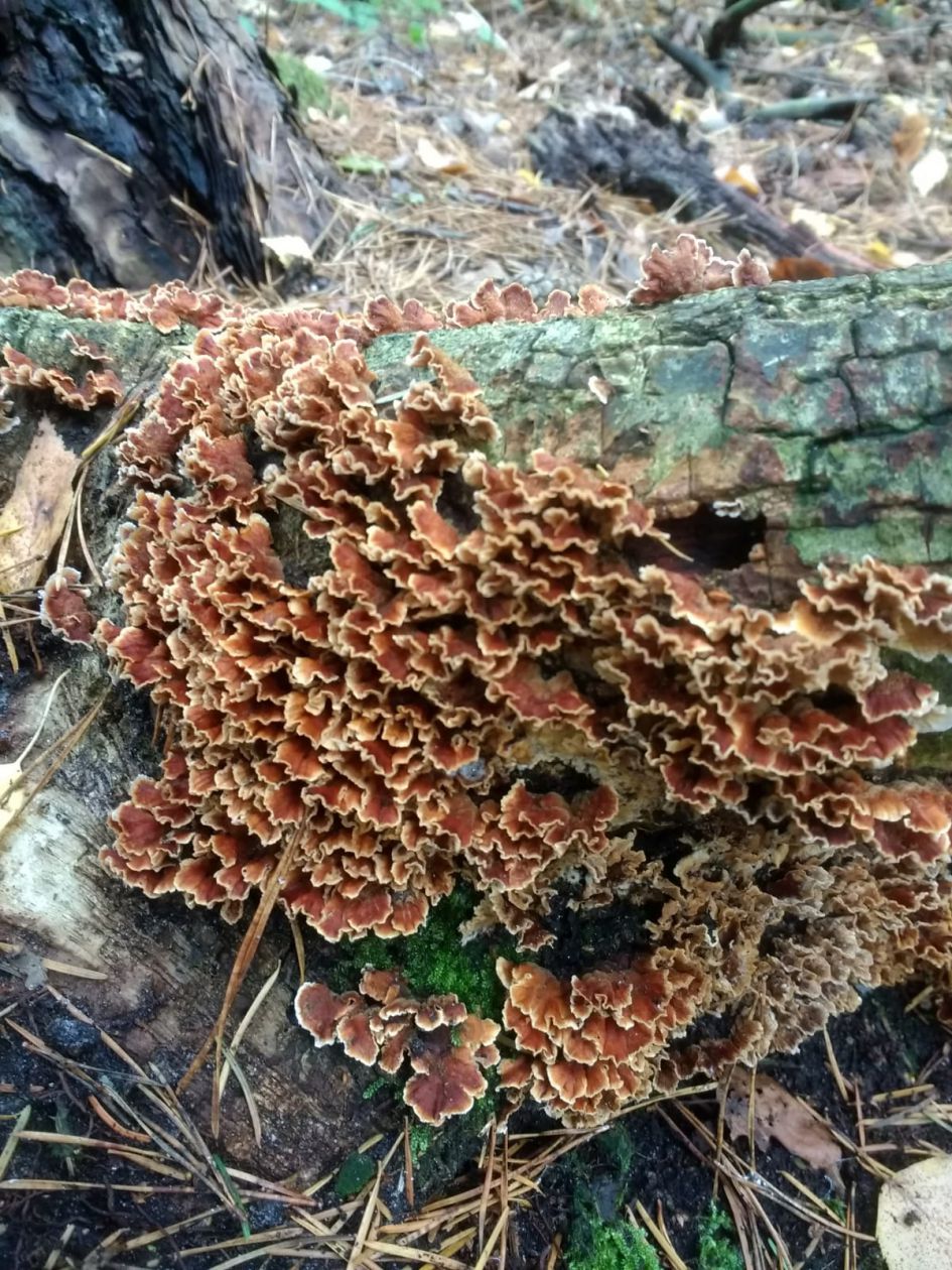 Hoe mag ik deze paddenstoelen noemen?