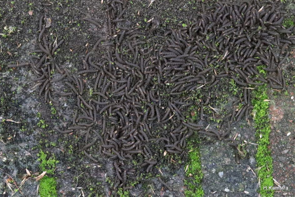 Wriemelende hoop larven.