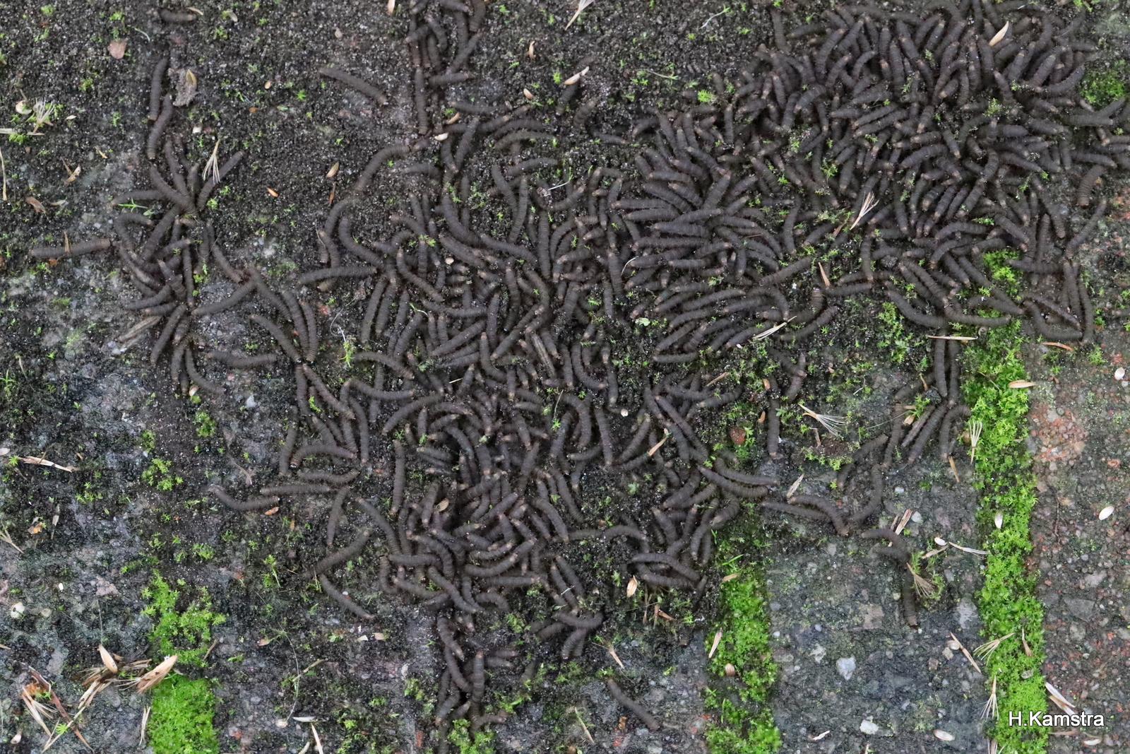 Wriemelende hoop larven.