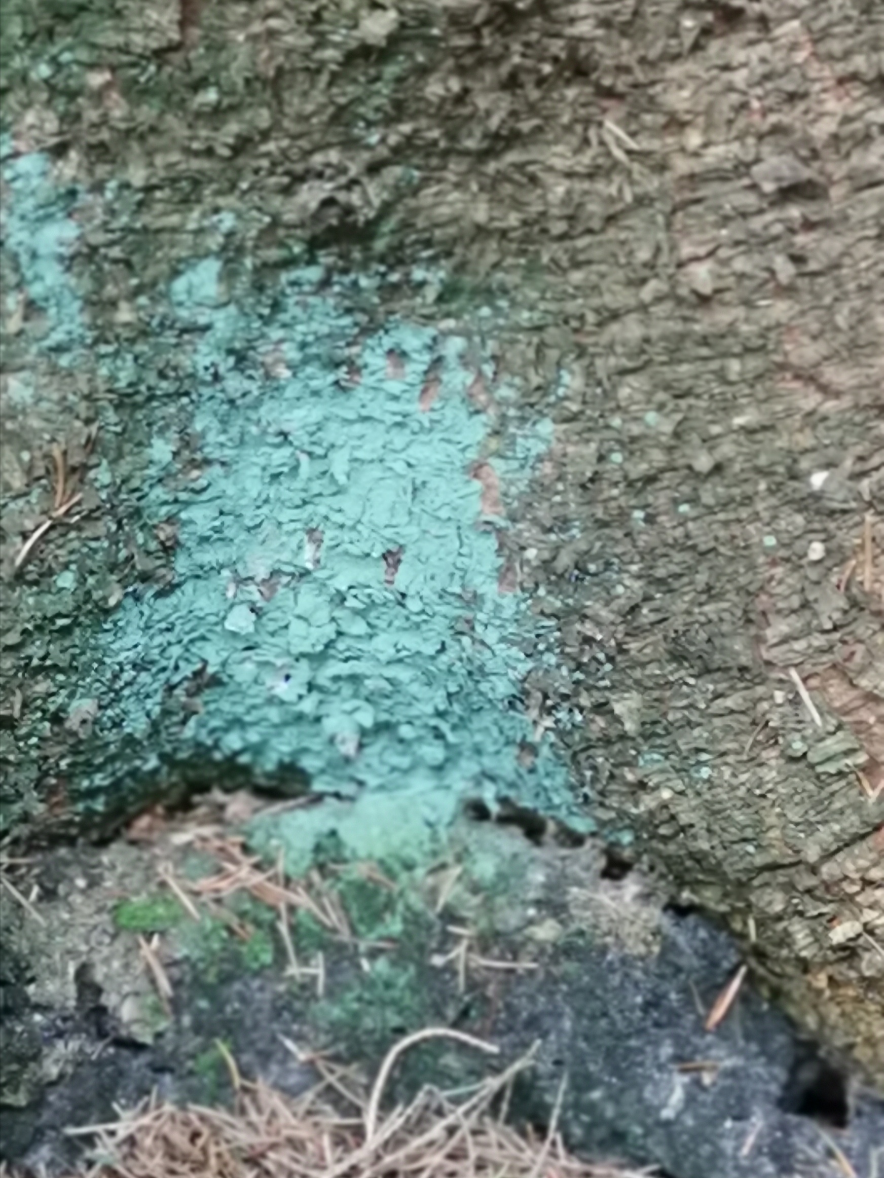 Schimmel onderkant van een naaldboom