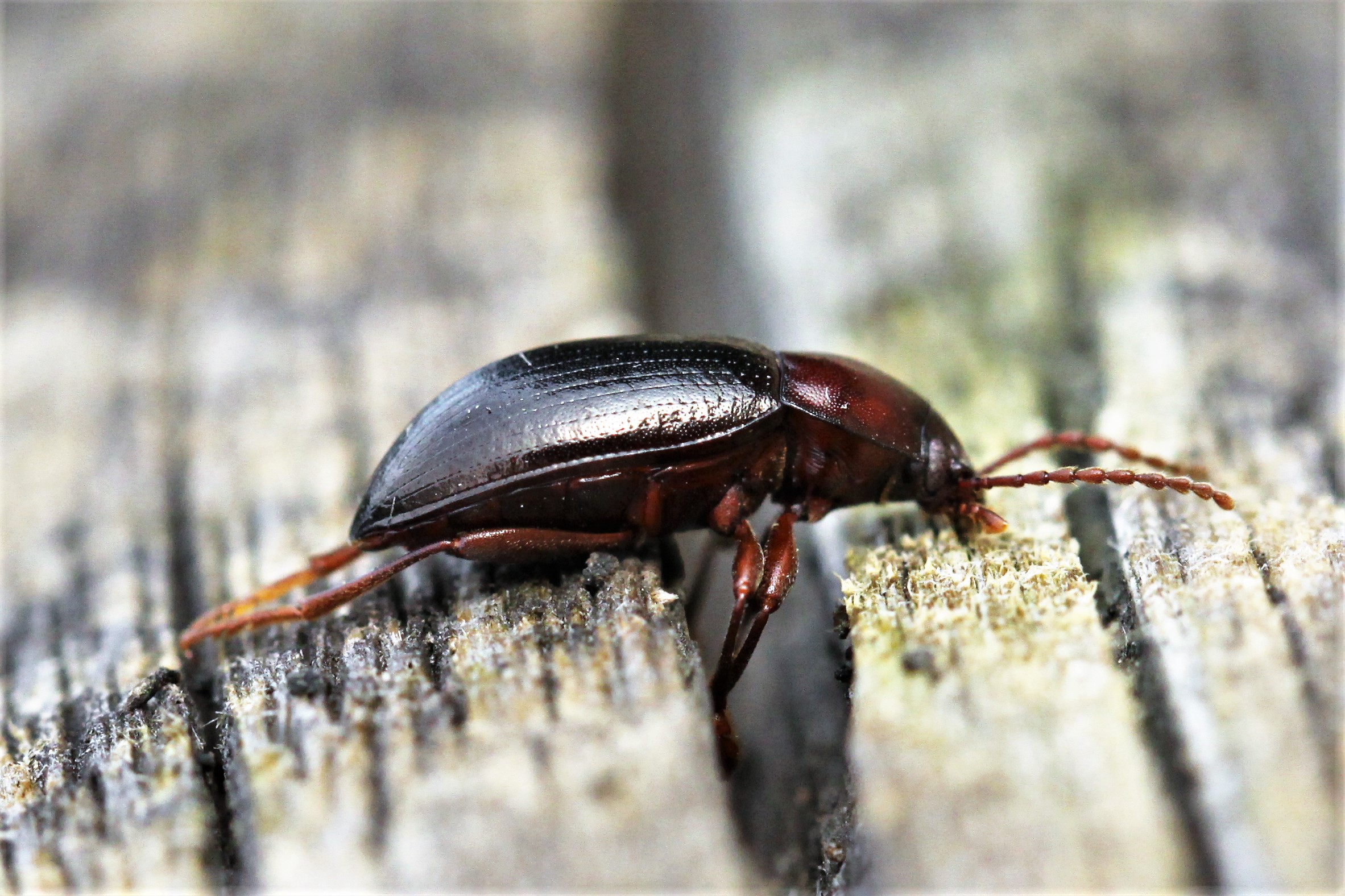 Welk kevertje is dit?