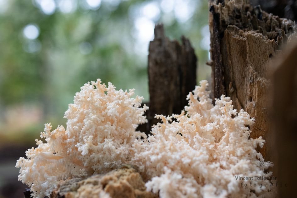 kammetjesstekelzwam?