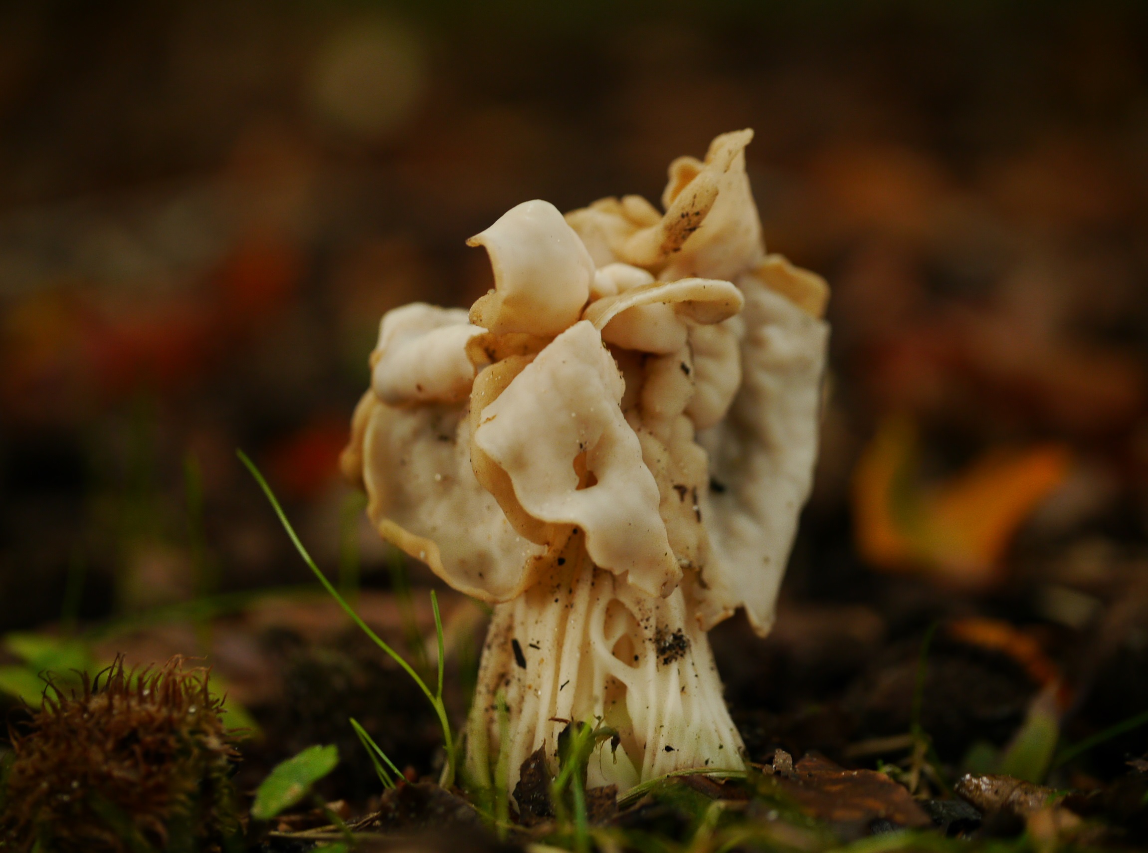 Welke paddenstoel is dit?