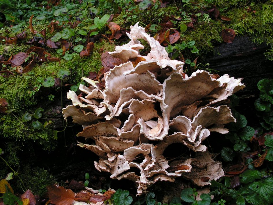 welke paddenstoel is dit