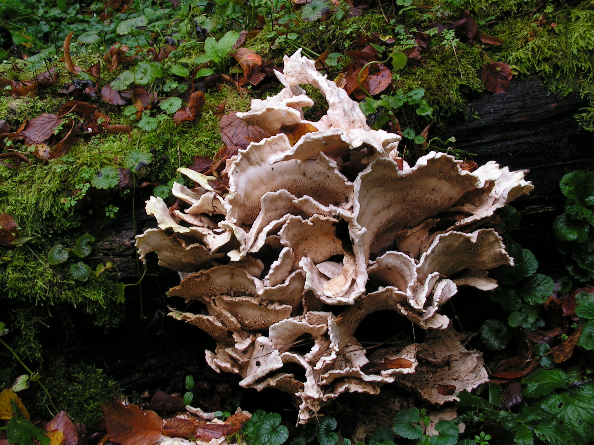 welke paddenstoel is dit