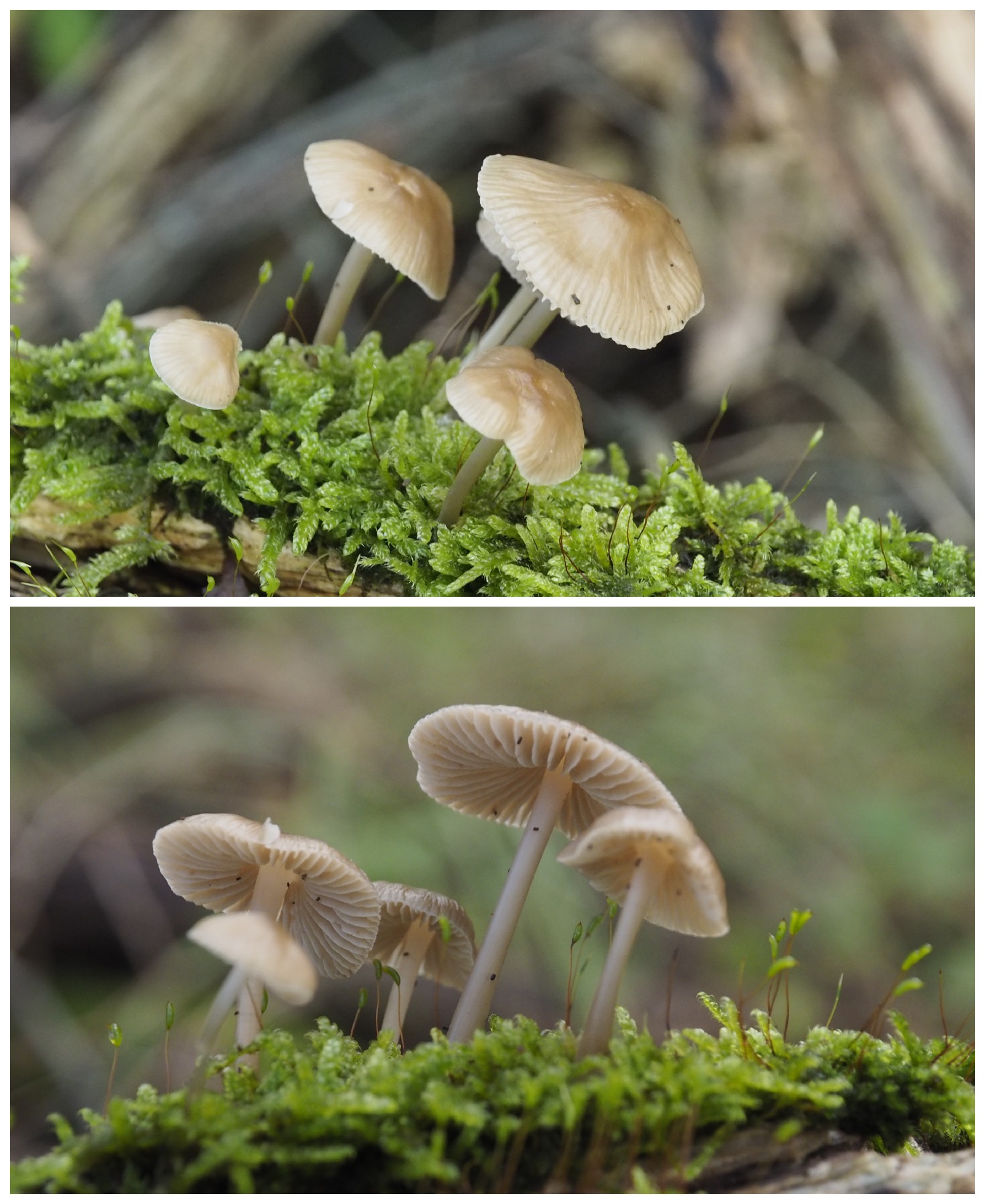 Welke paddenstoel is dit?