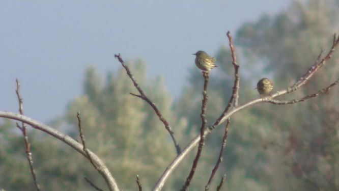 wat voor vogel is dit