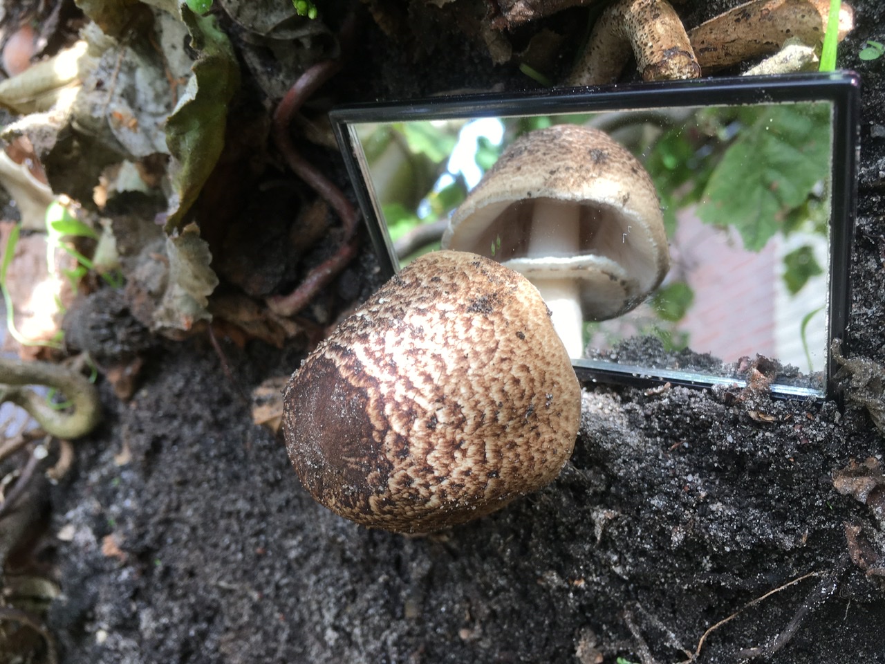 Welke zwam zou dit zijn?