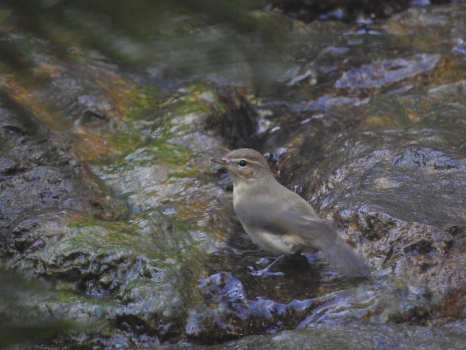 Is dit een Fitis, Tjiftjaf of iets anders?