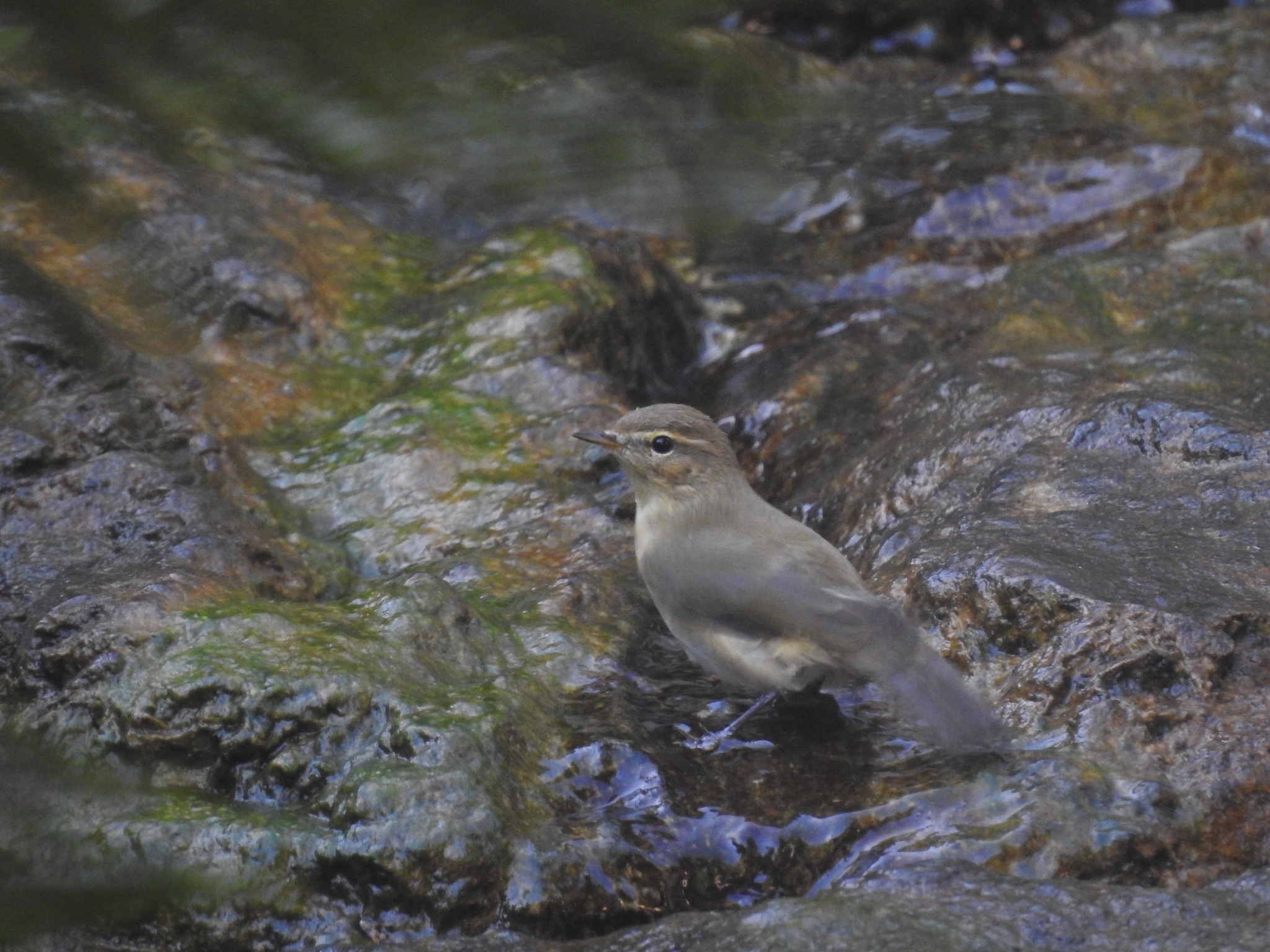 Is dit een Fitis, Tjiftjaf of iets anders?