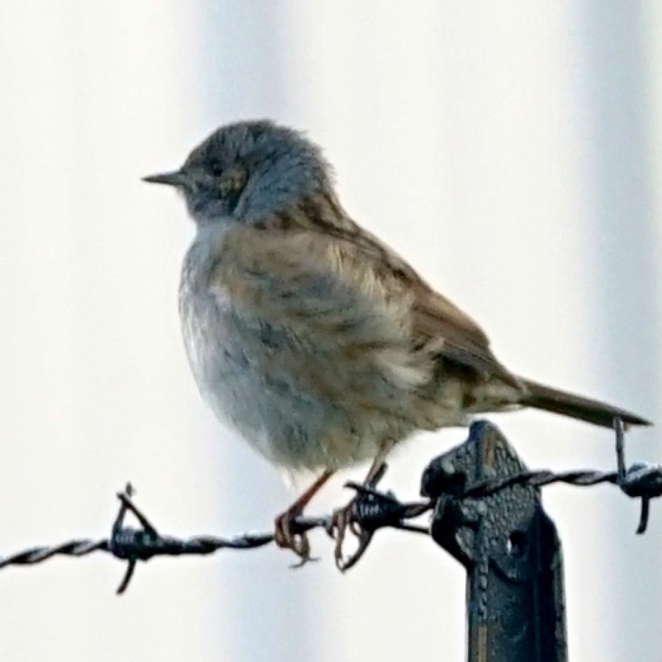 welk vogeltje is dit