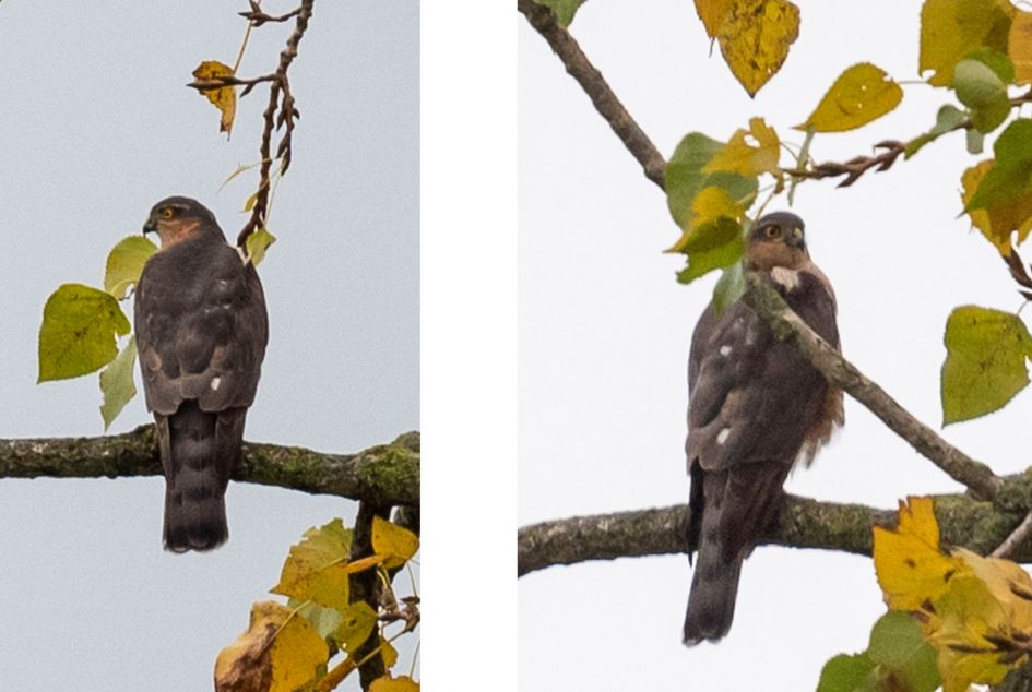 Welke vogel is dit ?