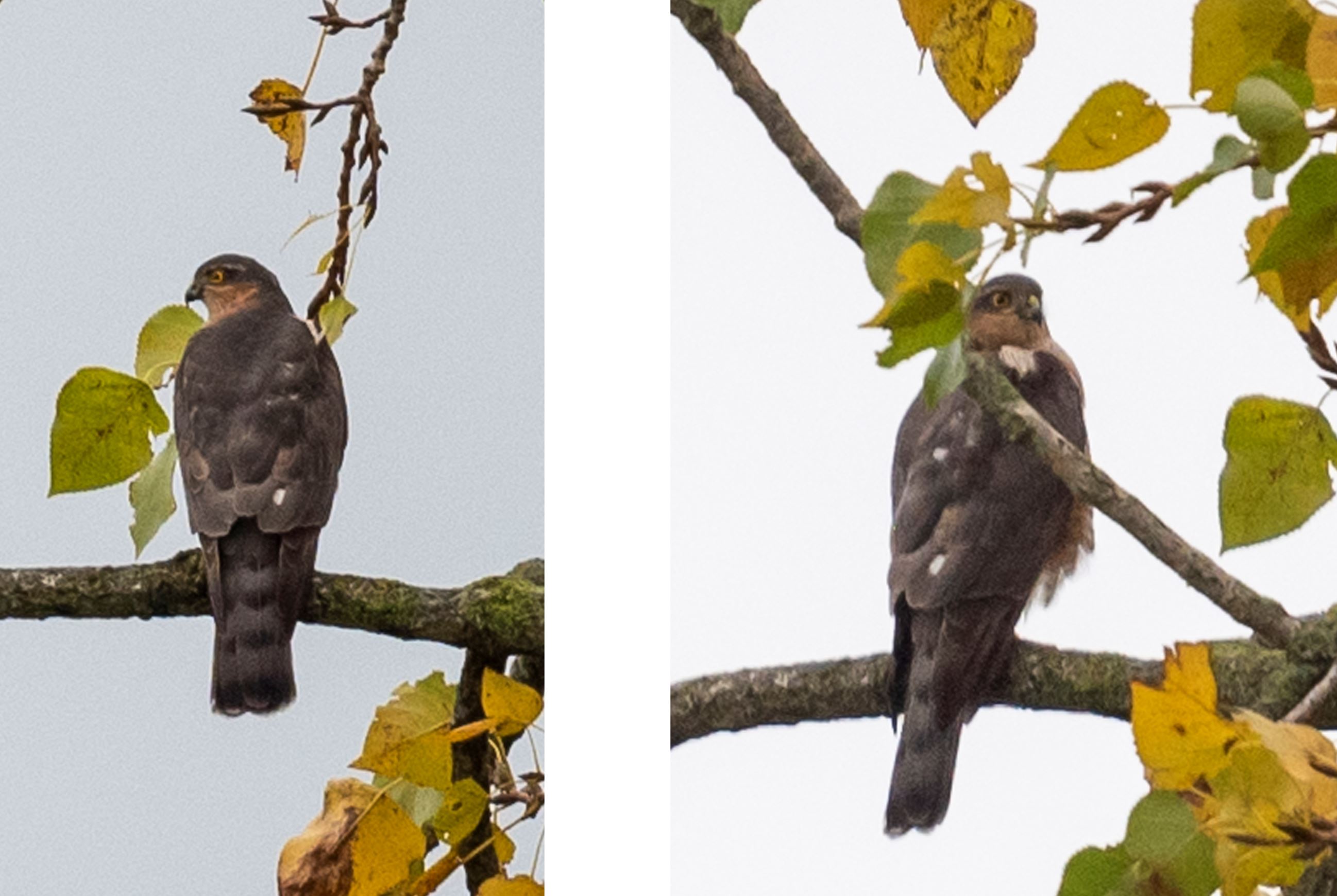 Welke vogel is dit ?