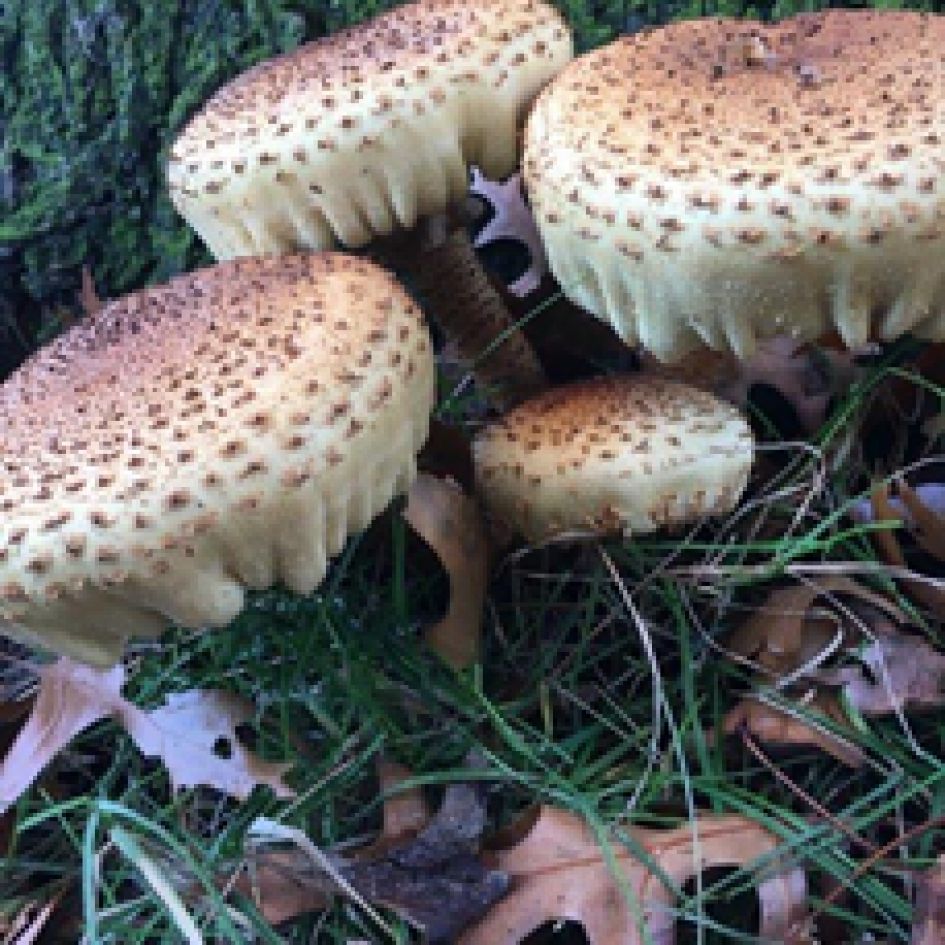 Schubbige bundelzwam??