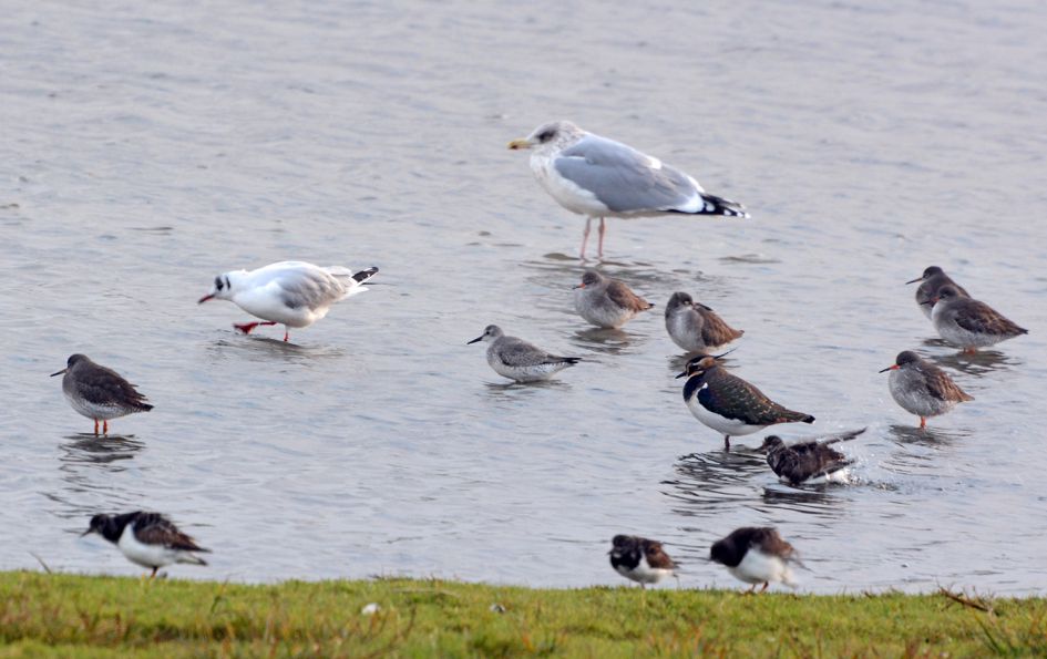 Welke vogel is dit?