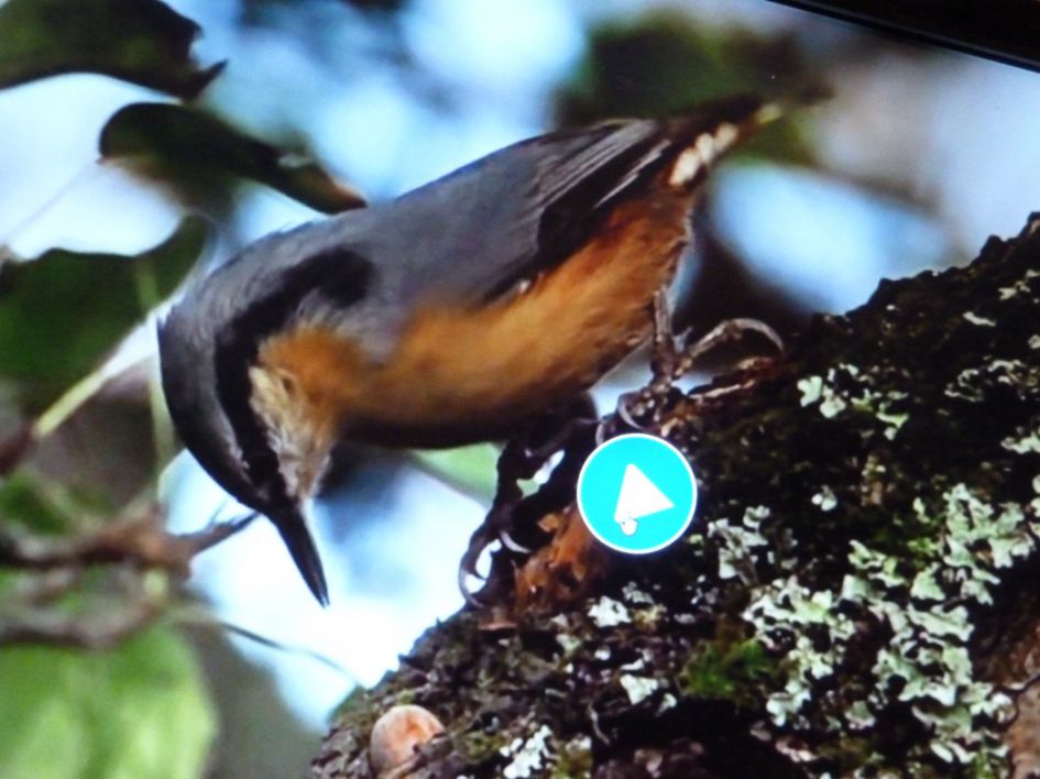 vreemde vogel?