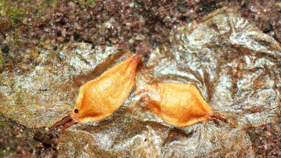 Wat kunnen dit zijn ...!??