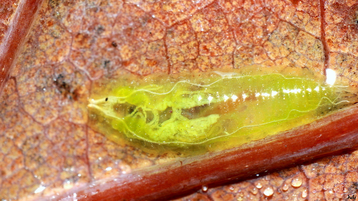 Is dit een larve van een Zweefvlieg?