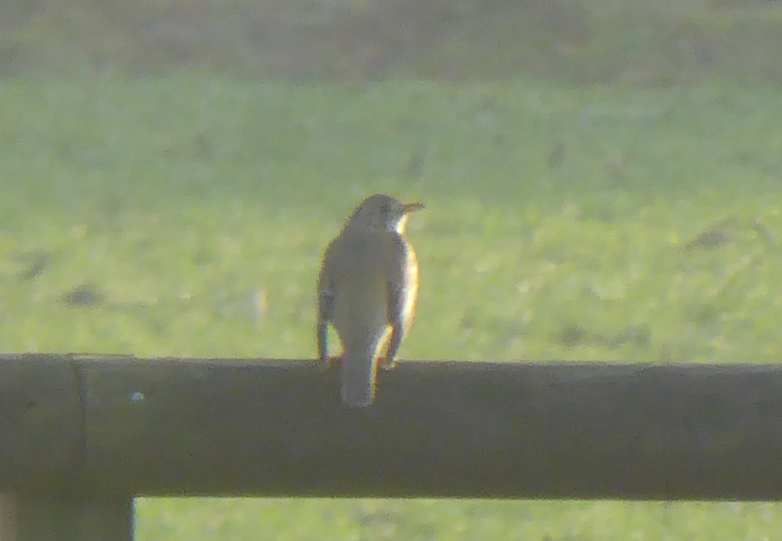 welke vogel is dit?