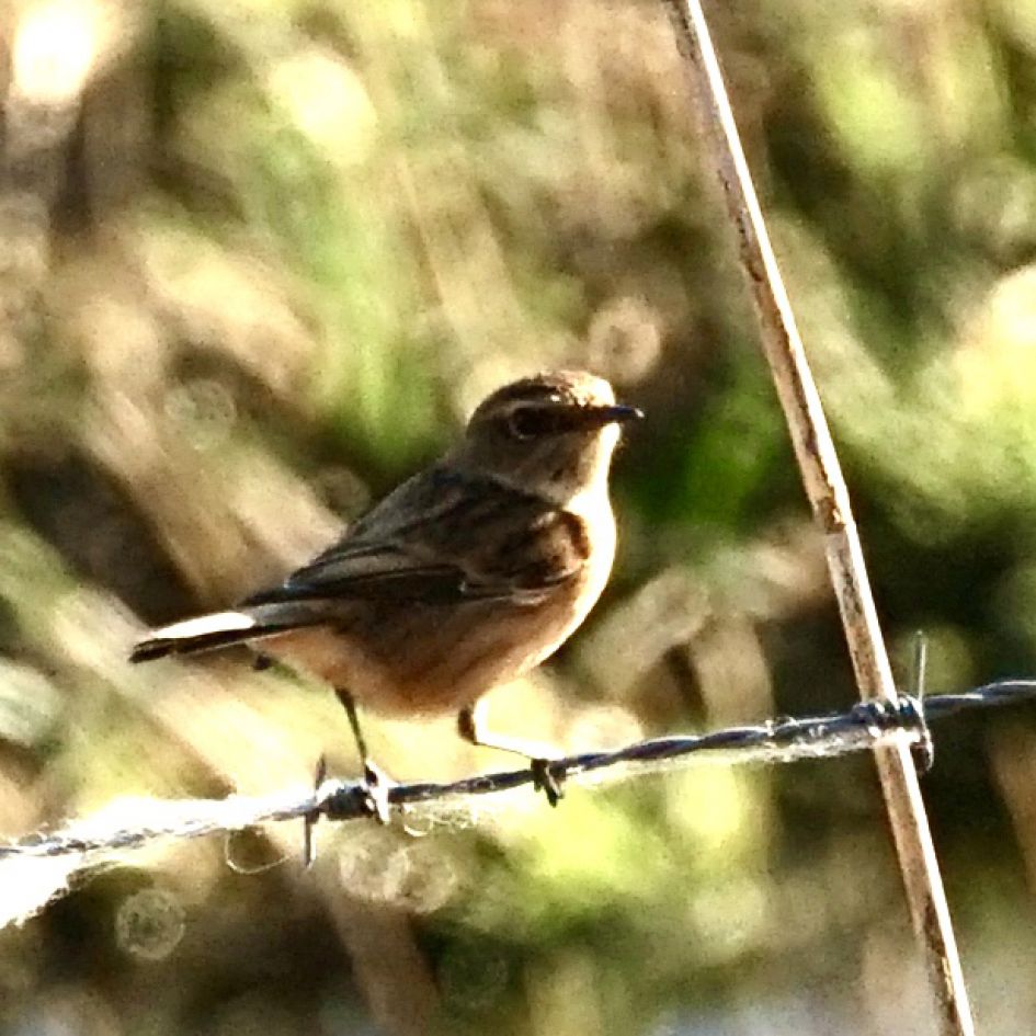 welke vogel zou dit kunnen zijn?