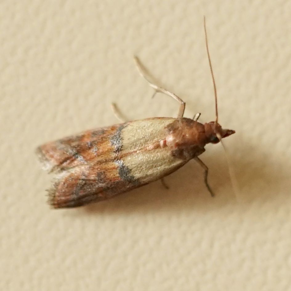 welke nachtvlinder is dit?