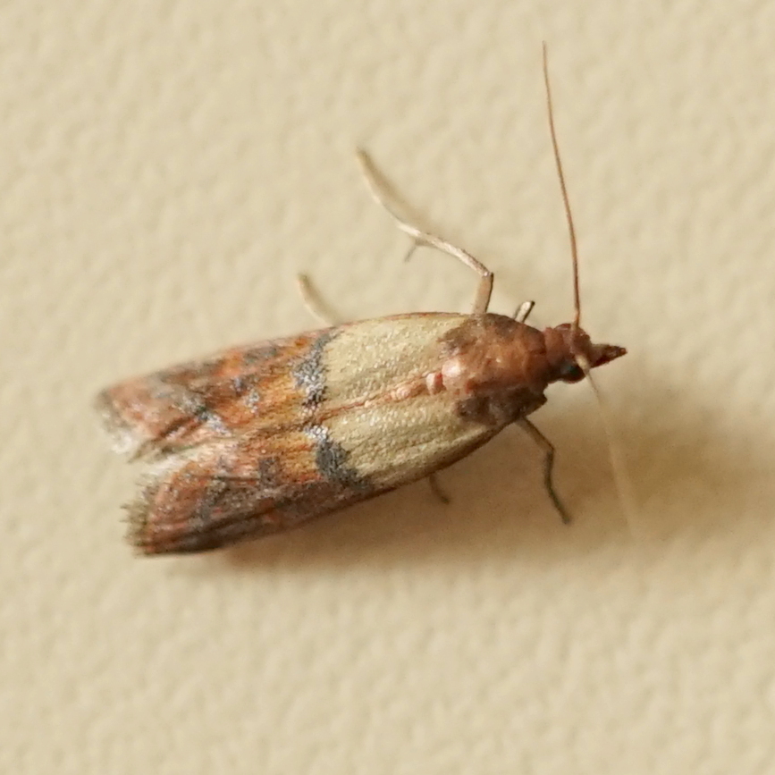 welke nachtvlinder is dit?