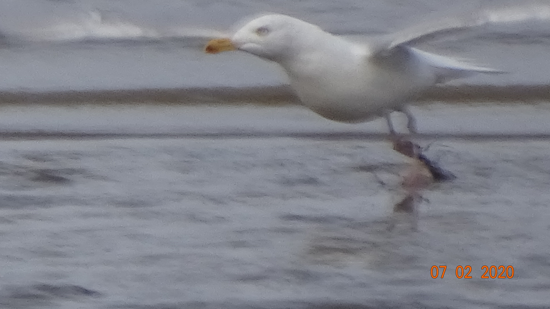 Vogel