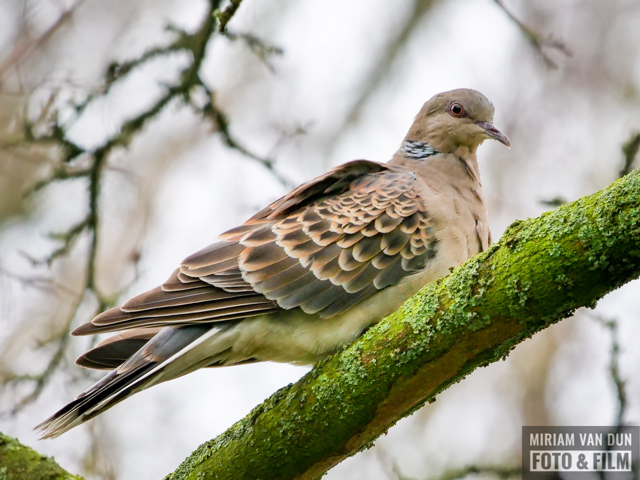 Oosterse of zomertortel?